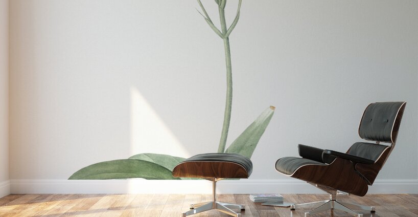 Sun star illustration  Wall Murals