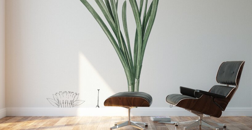 Broadleaf wild leek illustration  Wall Murals