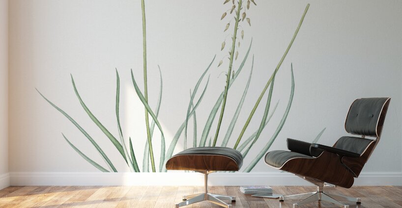 Broadleaf wild leek illustration  Wall Murals