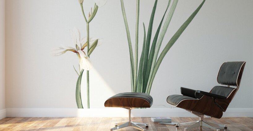 Siberian iris illustration  Wall Murals