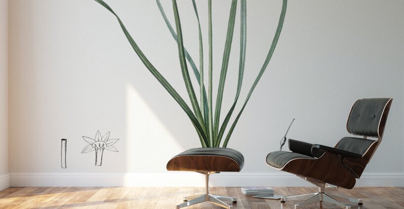 Rush-leaf jonquil illustration  Wall Murals