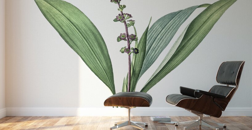 Peliosanthes teta illustration  Wall Murals