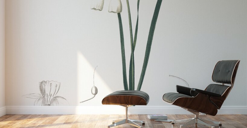 Green-tinge spiderlily illustration  Wall Murals