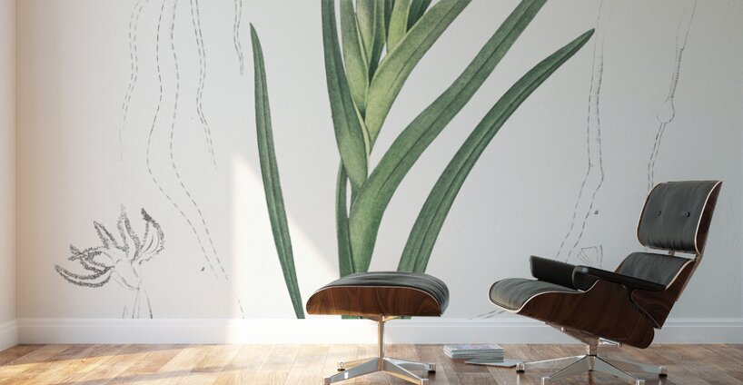 Asparagus fern illustration  Wall Murals