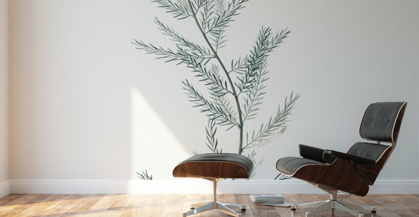 Asparagus fern illustration  Wall Murals