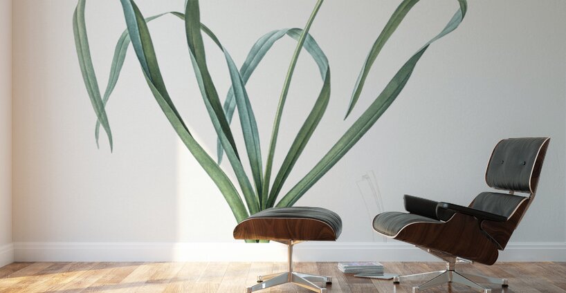 Dutch hyacinth illustration  Wall Murals