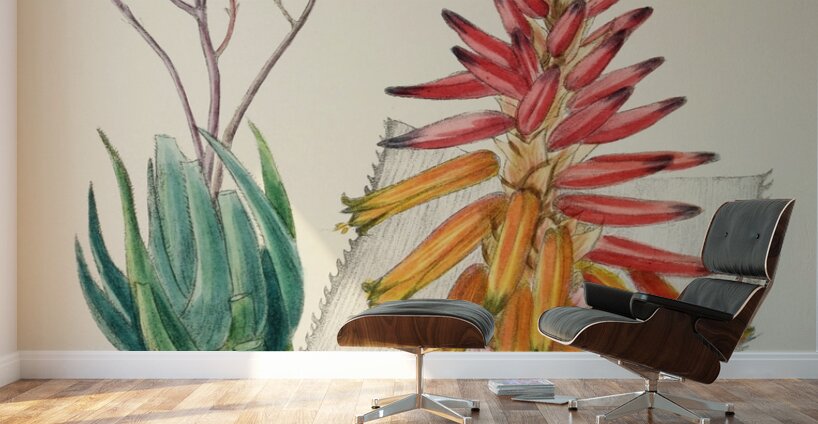 Aloe Pienaarii Wall Murals