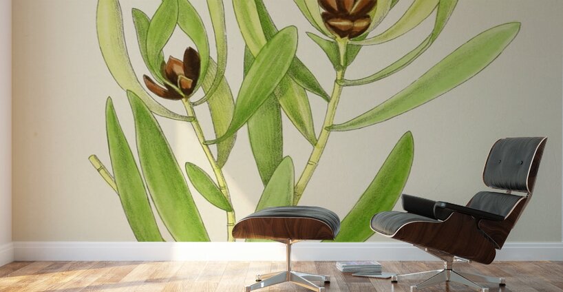 Leucadendron Stokoei Wall Murals