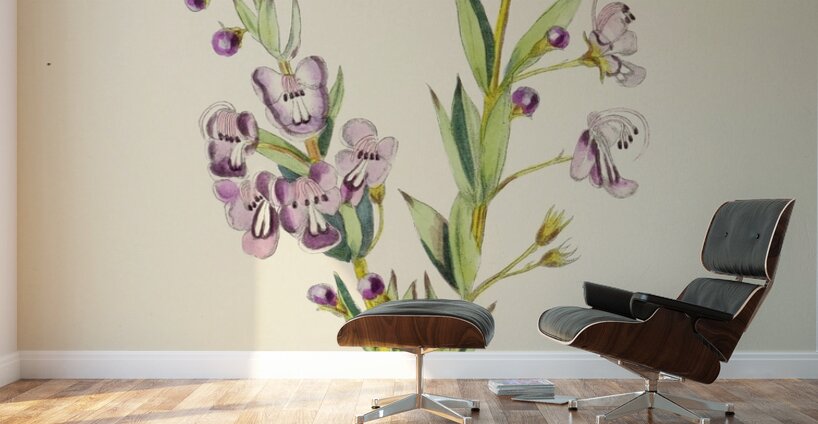 Clerodendron Triphyllum Wall Murals