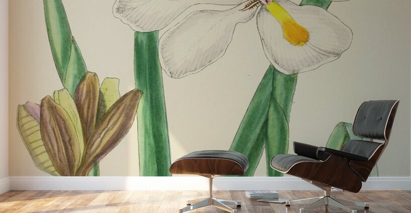 Moraea Iridioides Wall Murals