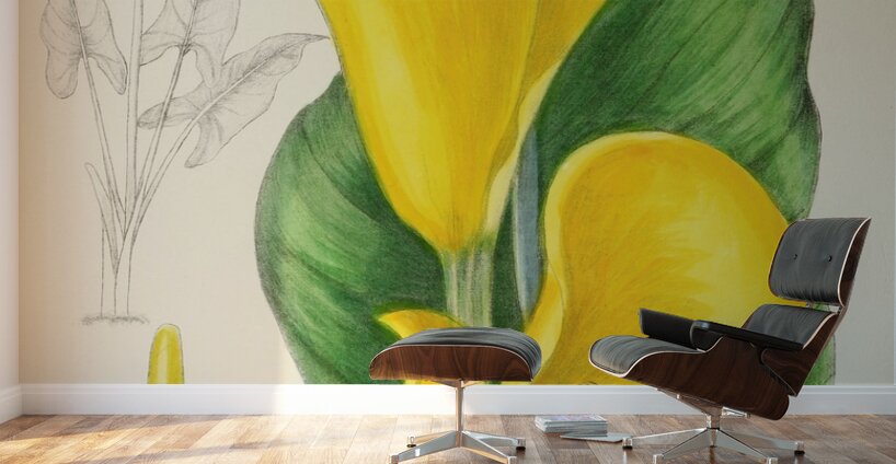 Richardia Angustiloba Wall Murals