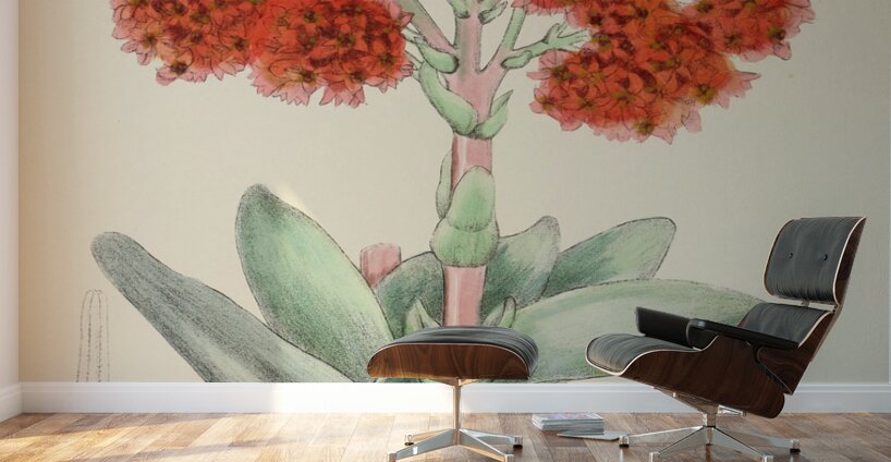 Crassula Falcata Wall Murals