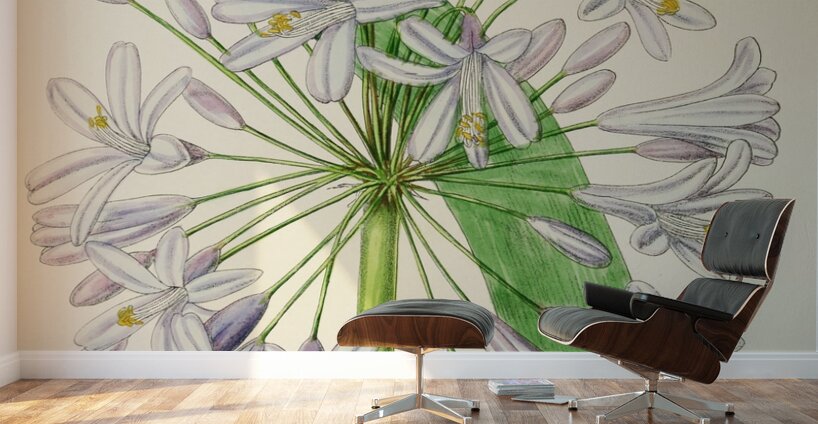 Agapanthus Umbellatus Wall Murals