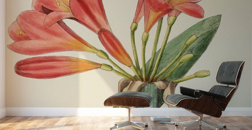 Clivia Miniata Wall Murals