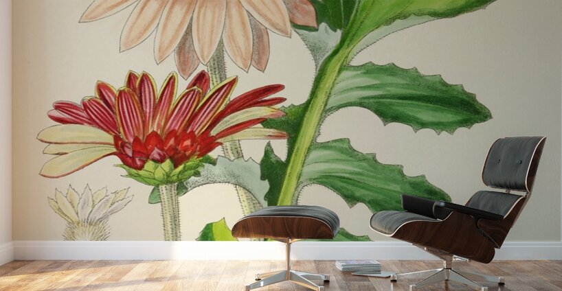 Arctotis Decurrens Wall Murals