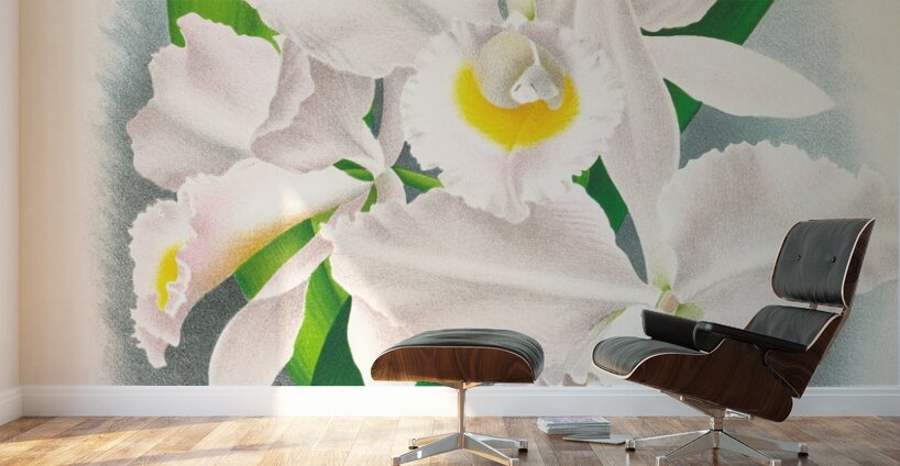 Cattleya Trianae var Pallida  Wall Murals