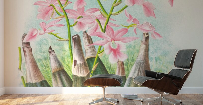 Calanthe veitch Wall Murals