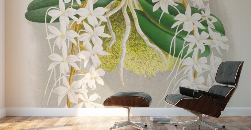 Angraecum ellisi  Wall Murals