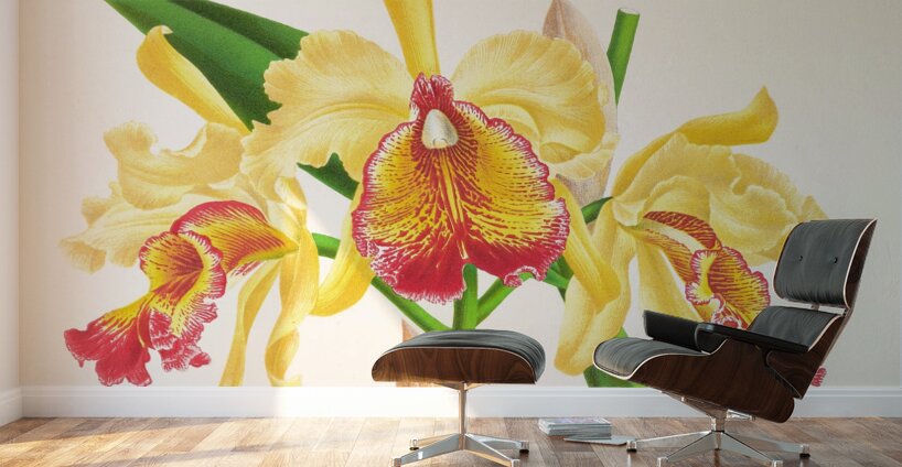 Cattleya Aurea Wall Murals