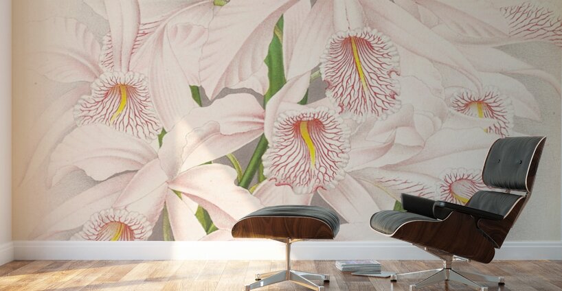 Cattleya Maxima Wall Murals