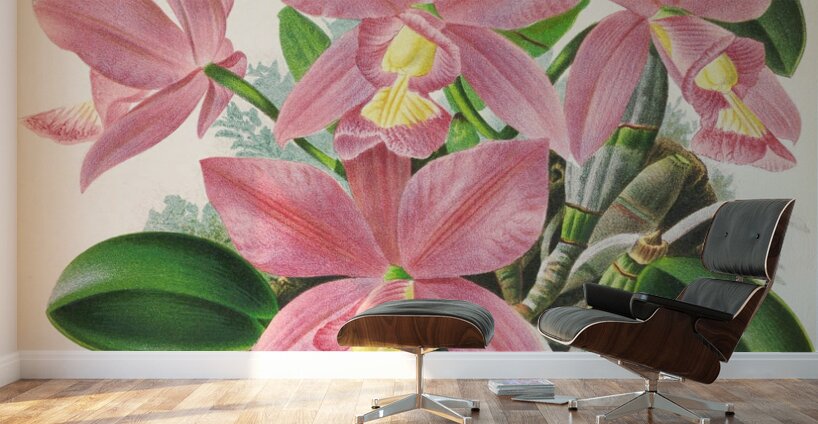 Cattleya nobilior Wall Murals