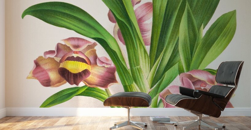 Bollea pulvinaris Wall Murals