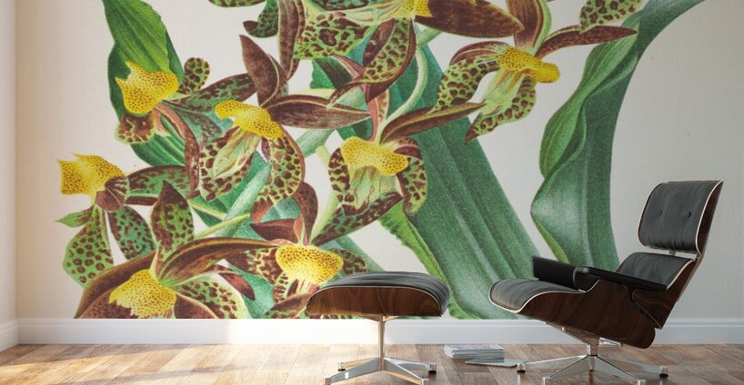 Catasetum rodigasianum Wall Murals