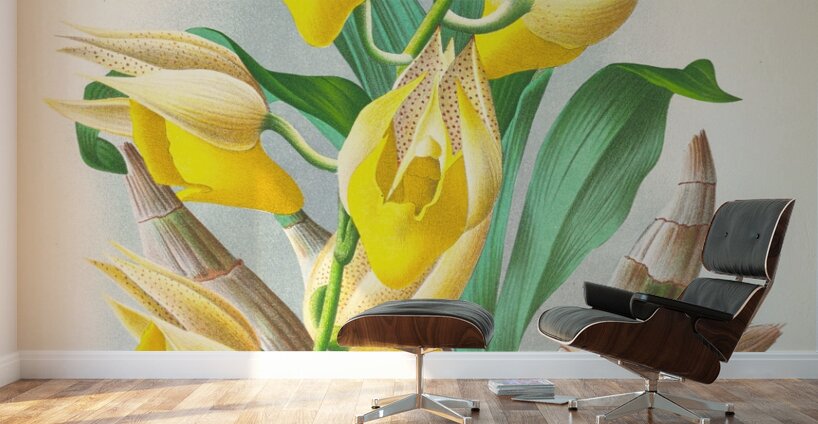 Catasetum macrocarpum Wall Murals