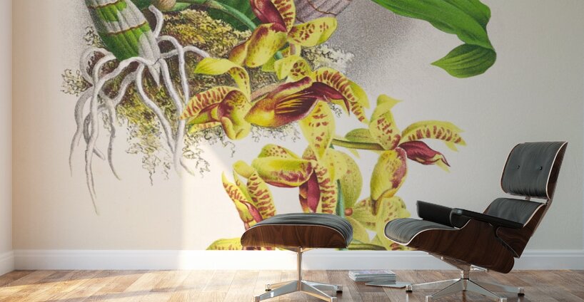 Catasetum galeritum Wall Murals
