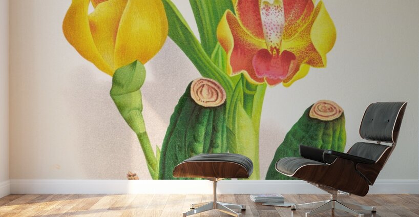 Anguloa Ruckeri var media Wall Murals