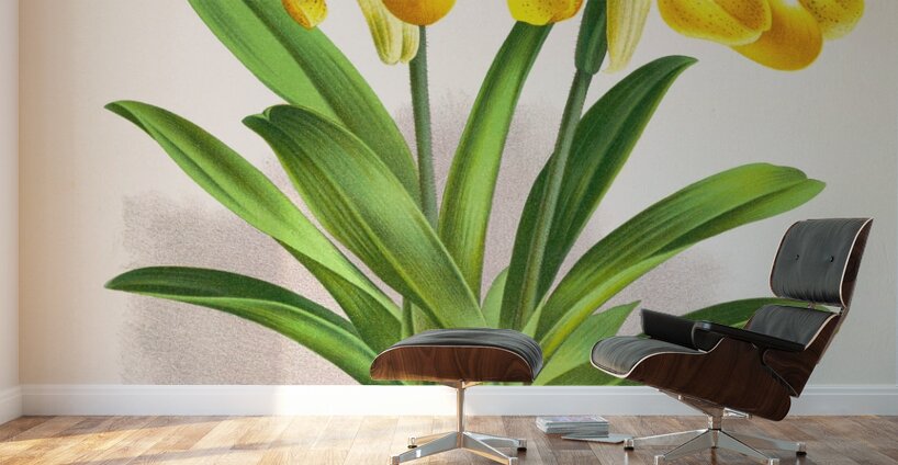 Cypripedium sallieri Wall Murals