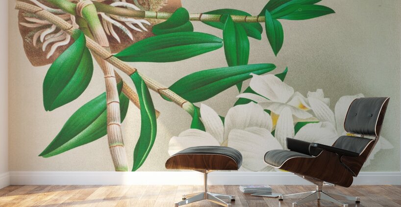 Dendrobium infundibulum Wall Murals