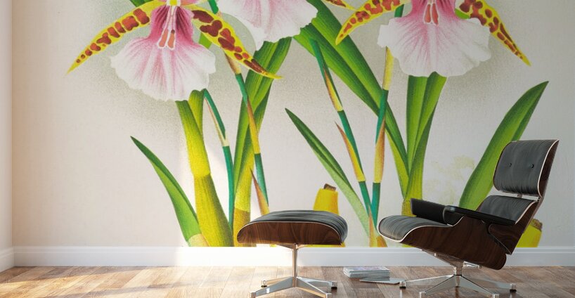 Miltonia blunti Wall Murals
