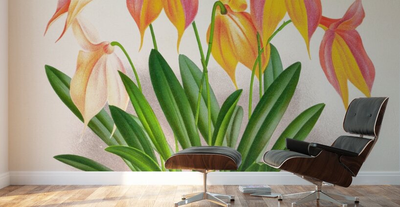 Masdevallia veitchiana  Wall Murals