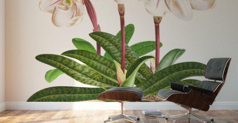 Cypripedium microchilum Wall Murals