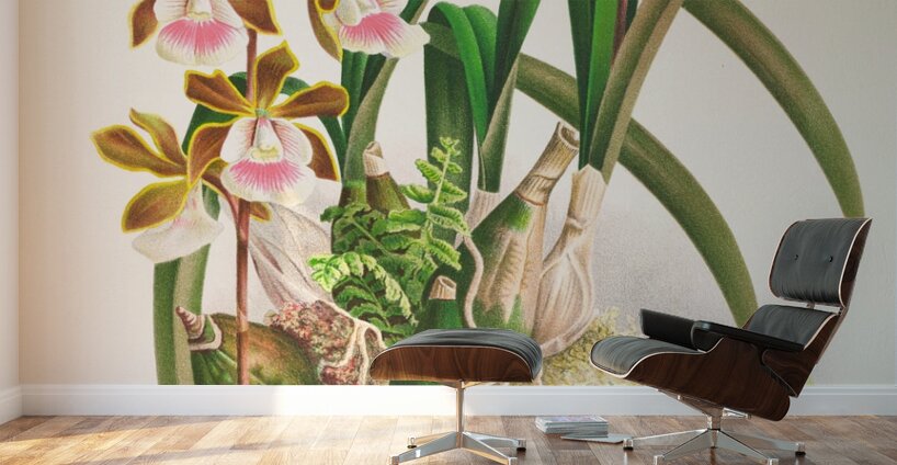 Epidendrum atropurpureum Wall Murals