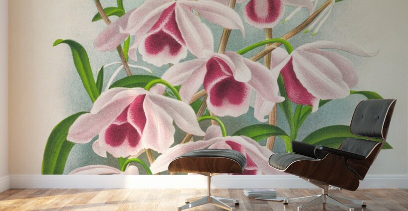 Dendrobium superbum var anosmum  Wall Murals