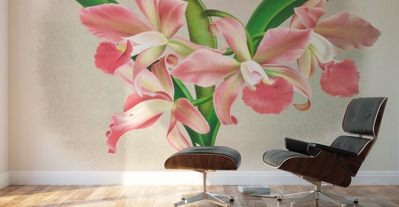 Laella elegans var houtteana Wall Murals