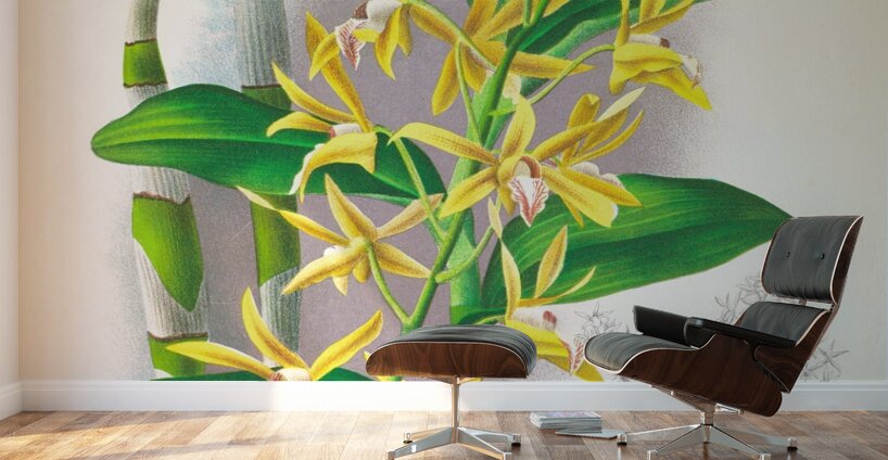 Dendrobium mirbelianum Wall Murals