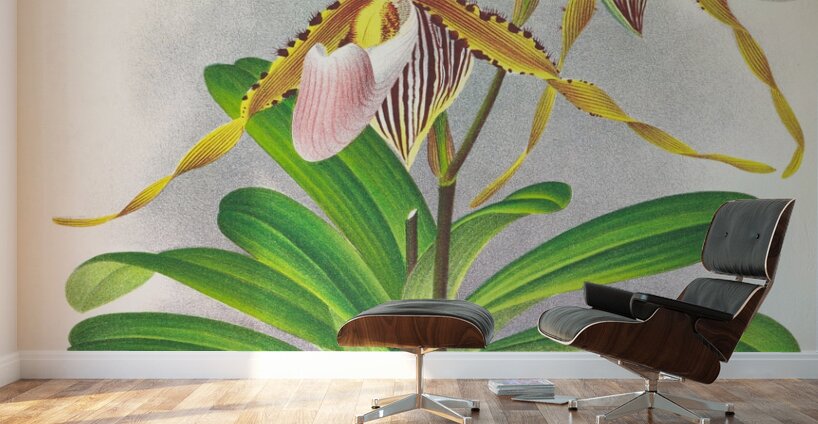 Cypripedium praestans var kimballianum Wall Murals