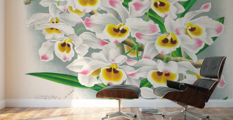 Dendrobium wardianum Wall Murals