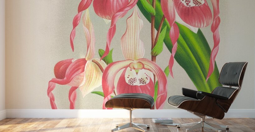 Cypripedium schroderae var splendens Wall Murals