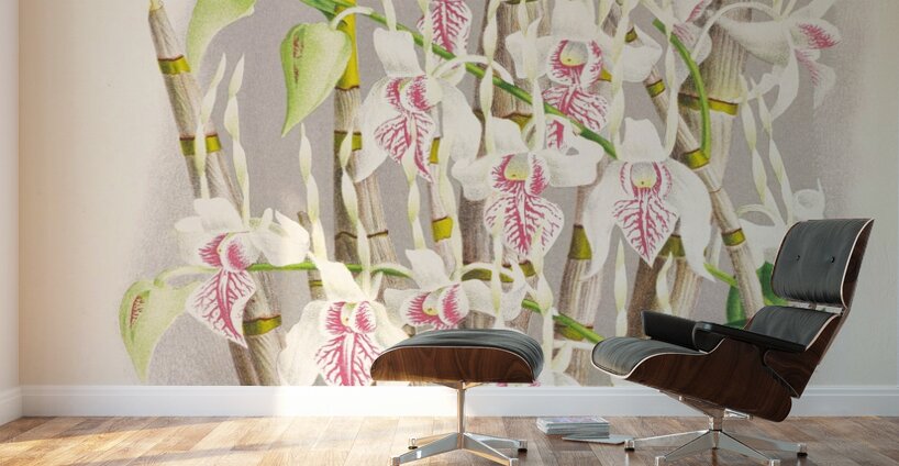 Dendrobium stratiotes Wall Murals