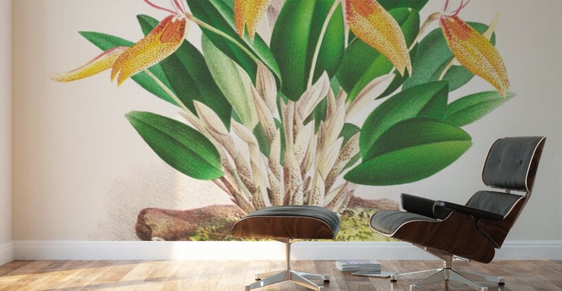 Restrepia antennifera Wall Murals