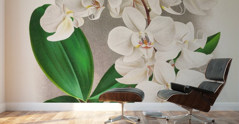 Phalaenopsis amabilis Wall Murals