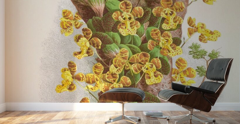 Oncidium Limminghei Wall Murals