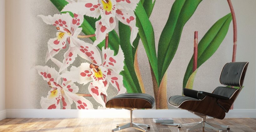 Odontoglossum alexandrae var cutsemianum Wall Murals