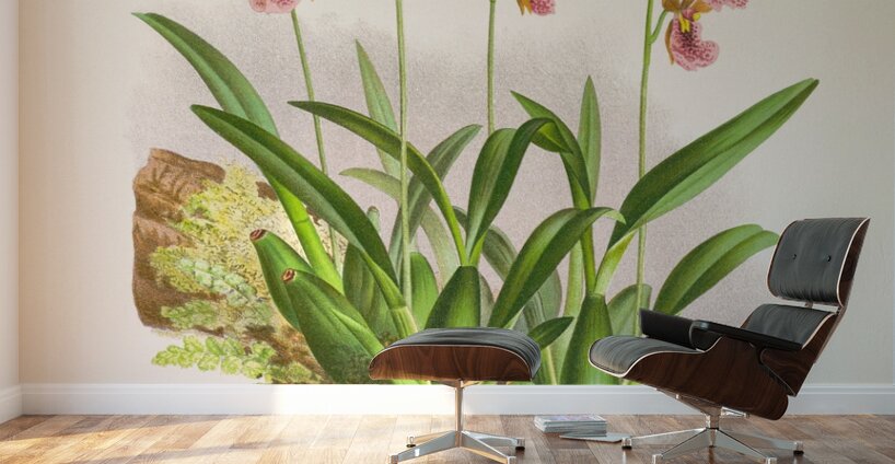 Oncidium cucullatum Wall Murals
