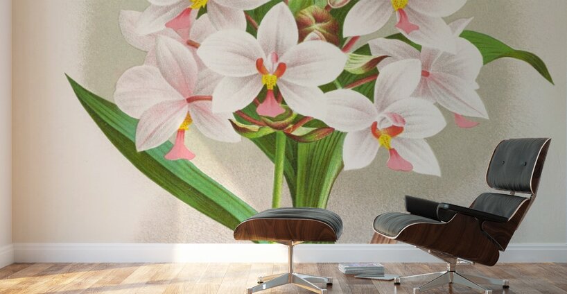 Spathoglottis Augustorum Wall Murals