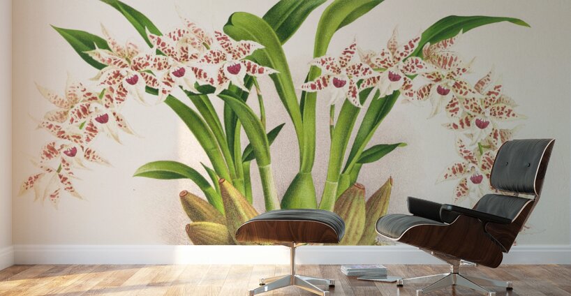 Odontoglossum lucianianum Wall Murals